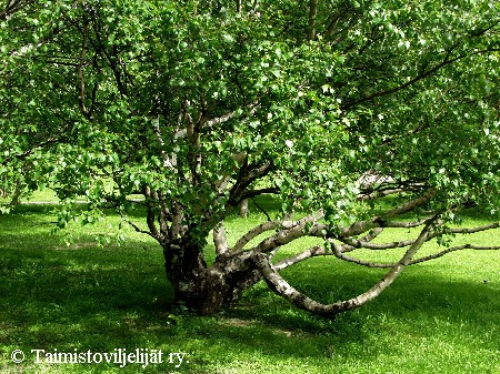 Betula pendula var. carelica